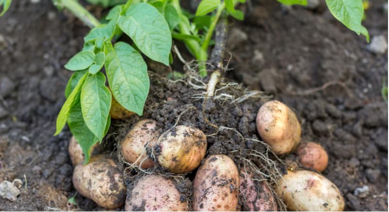 In this article, we learn how to grow Christmas potatoes to provide delicious new potatoes in time for Christmas dinner. Learn about growing Christmas potatoes.