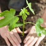 Fig trees are often a fruit tree many people overlook but they are actually easy to grow in the UK and can be very rewarding. Learn how to grow fig trees now.