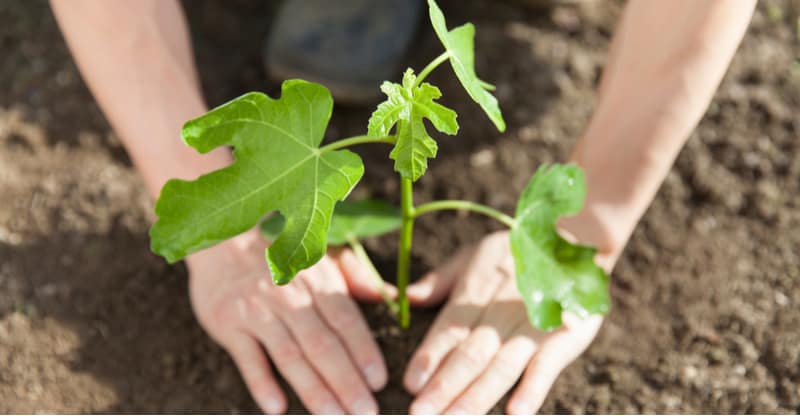 Fig trees are often a fruit tree many people overlook but they are actually easy to grow in the UK and can be very rewarding. Learn how to grow fig trees now.