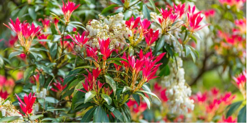 Growing Pieris Forest Flame