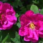 Growing Rosa Rugosa and care