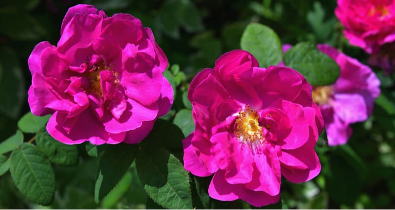 Growing Rosa Rugosa and care