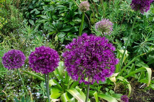growing alliums in the ground 