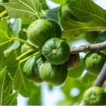 Growing fig trees is something you can do in the UK but they need a sheltered position, usually against a wall or fence. Read our growing and care guide now.