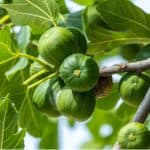 Growing fig trees is something you can do in the UK but they need a sheltered position, usually against a wall or fence. Read our growing and care guide now.