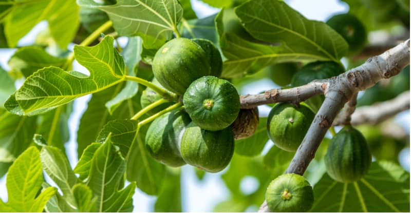 Growing fig trees is something you can do in the UK but they need a sheltered position, usually against a wall or fence. Read our growing and care guide now.