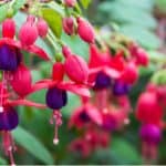 Fuchsias are very popular and easy to grow. Some are handy while others are tender and used for summer displays. We look at growing fuchsias and more. Learn more