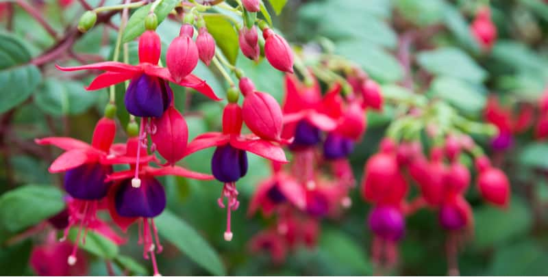 Fuchsias are very popular and easy to grow. Some are handy while others are tender and used for summer displays. We look at growing fuchsias and more. Learn more