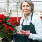 Growing poinsettias and care guide