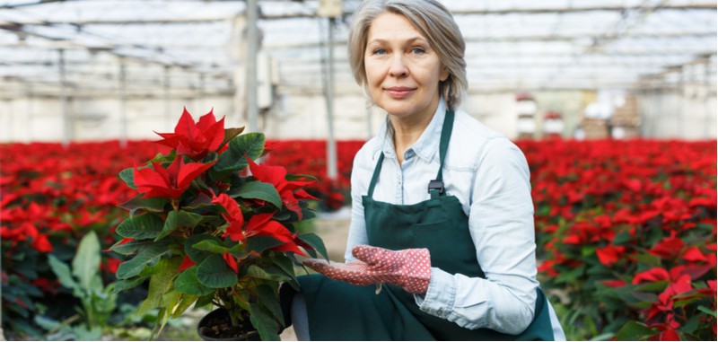 Growing poinsettias and care guide