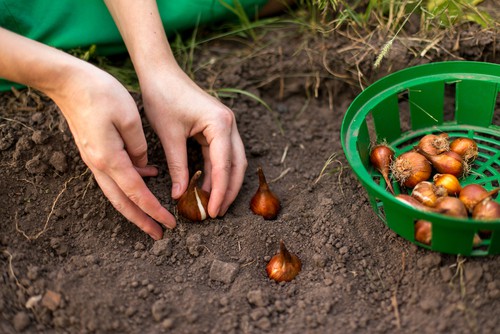 how deep to plant bulbs