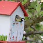 How to attract birds to a nest box