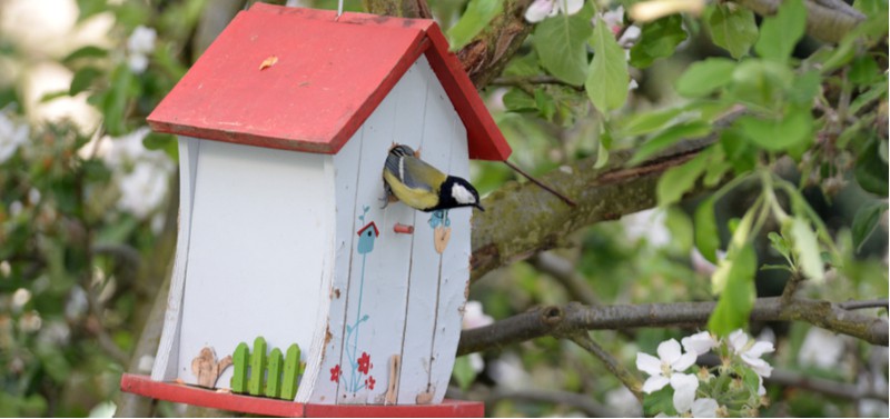 How to attract birds to a nest box