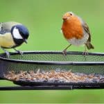 How to attract birds to your garden