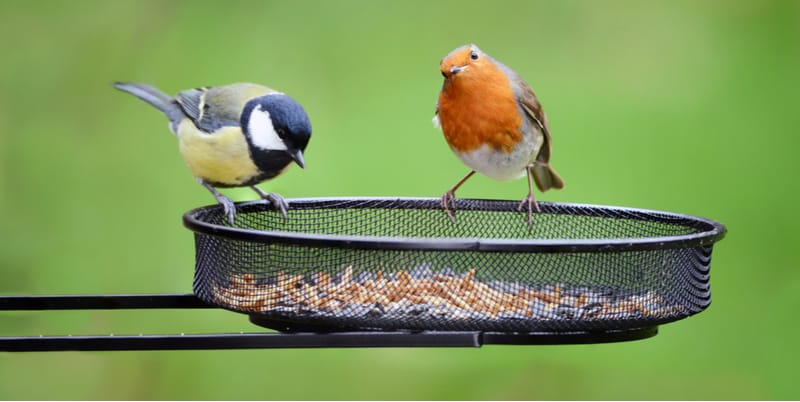 How to attract birds to your garden