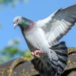 Do you have problems with pigeons, learn how to keep pigeons away from plants and out of your garden and the best methods from using netting to sonic repellers