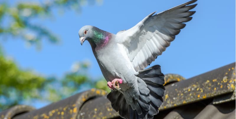 Do you have problems with pigeons, learn how to keep pigeons away from plants and out of your garden and the best methods from using netting to sonic repellers