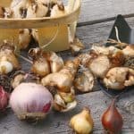 How to plant bulbs and growing guide