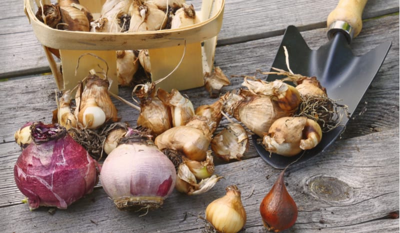 How to plant bulbs and growing guide