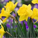 Daffodils bulbs can be planted to provide much-needed spring colour and the best time is in Autumn in well-drained soil, plant twice the depth of the bulb. Learn more