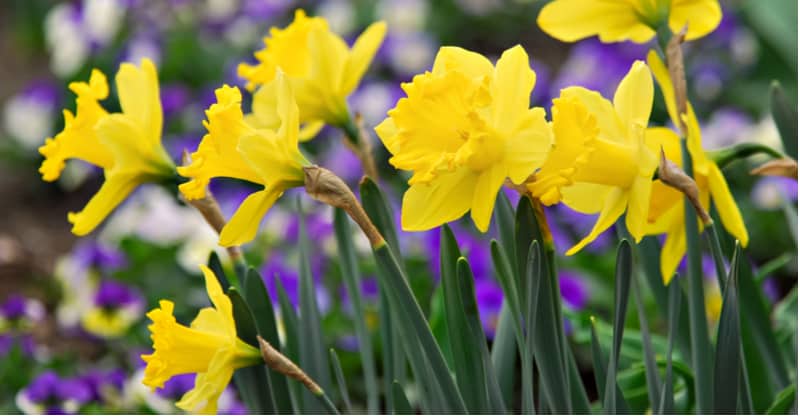 Daffodils bulbs can be planted to provide much-needed spring colour and the best time is in Autumn in well-drained soil, plant twice the depth of the bulb. Learn more
