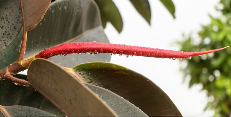 There are two ways to propagate rubbers plants which include taking cuttings and a process known as air layering. Read our step by step guide on propagating Ficus