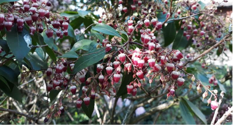 How to prune pieris