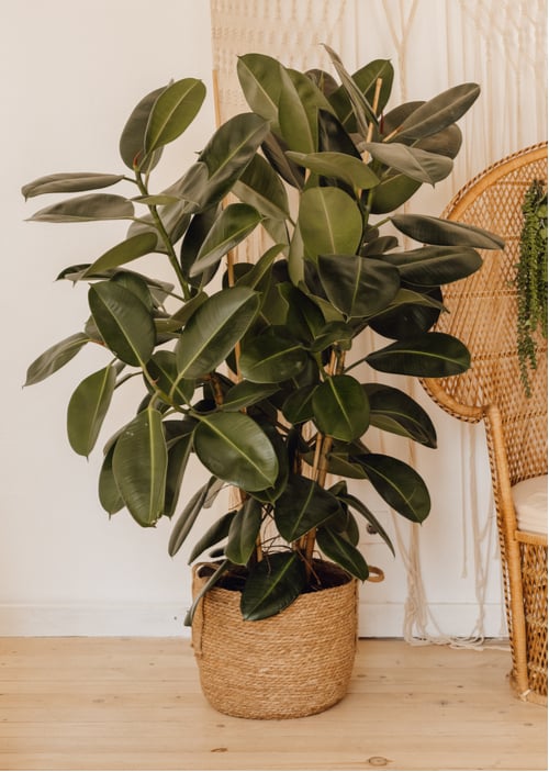 How to prune a rubber tree plant. Whether you are giving your rubber plant a serious overhaul or a simple trim, you can cut the plant to whatever style or size you want. 