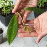 In this gudie, we show you how to take cuttings from house plants using a jar of water to propagate them before potting them into pots of compost. Step by step