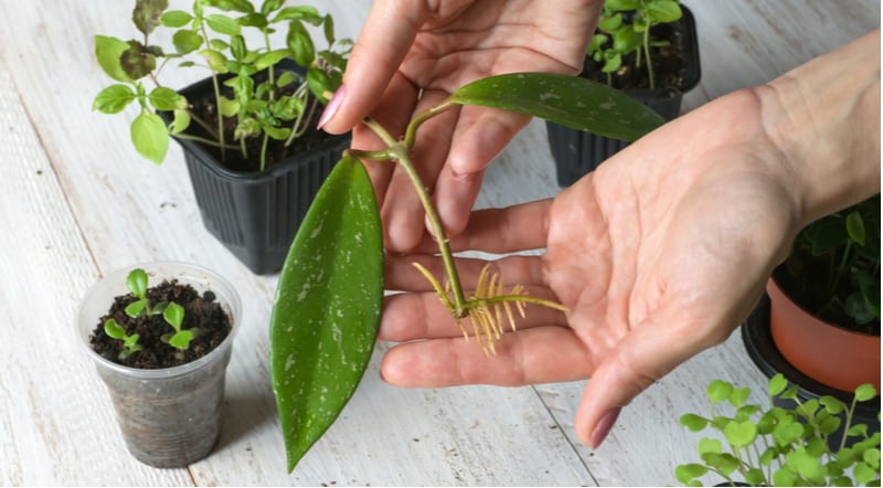 In this gudie, we show you how to take cuttings from house plants using a jar of water to propagate them before potting them into pots of compost. Step by step