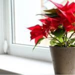 How to turn poinsettia red again