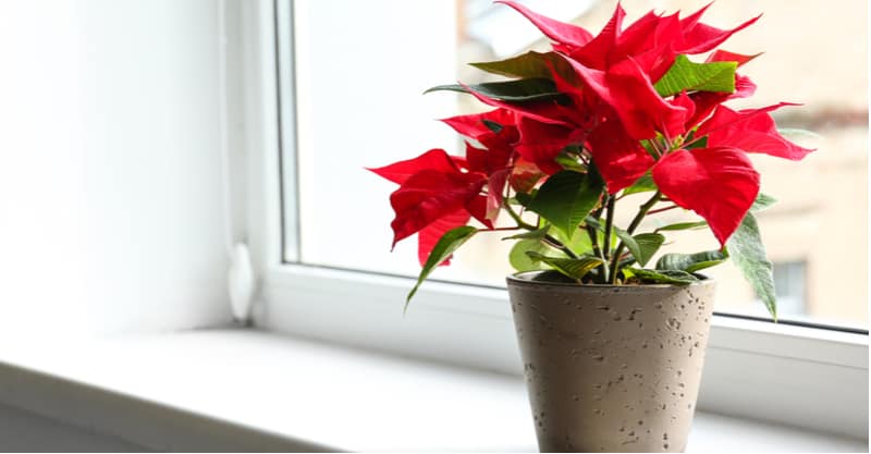 How to turn poinsettia red again