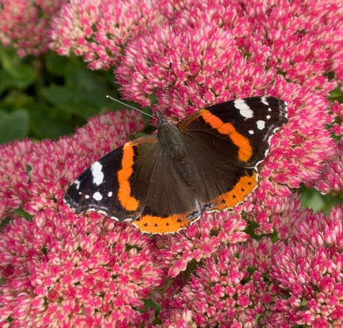 This succulent perennial grows in an upright fashion and can reach up to 30cm or higher and the butterflys absolutely adore it.