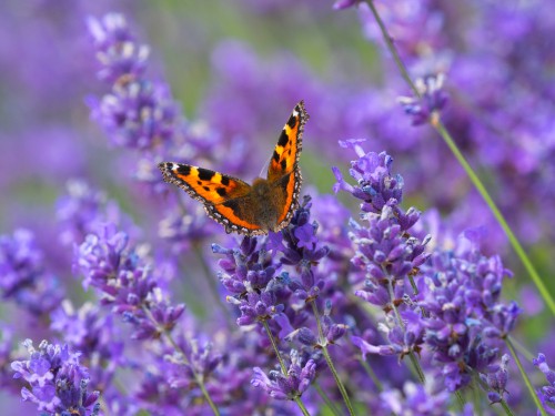 Lavender is effective at bringing things like bees to your garden but it would bring ample butterflies especially when the whorls of tiny flowers show up in summer.