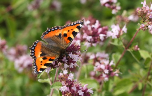 Marjoram is a aromatic herb is actually part of the mint family. The leaves are used in all manner of culinary and cosmetic purposes. It grows very effectively in partial sun to full sun as long as you have well-draining soil. 