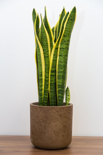 Another very popular house plant, this house plant features upright, stiff leaves that can be 30cm or 100cm in height, depending on the variety you choose. It even absorbs toxins