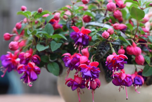 Plant Fuchsias - plant in early summer when the risk of frost has passed