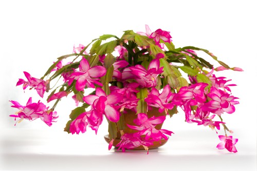 Promoting More Flowers on Christmas cactus.  Rest after flowering in a cooler room and bring into a warmer room in March.