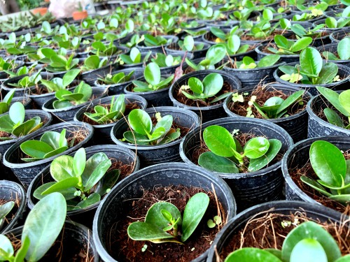 Propagating runner plant cutting - potting on. Pot cutting into small pots and water well and cover with a clear plastic bag and place in indirect light.