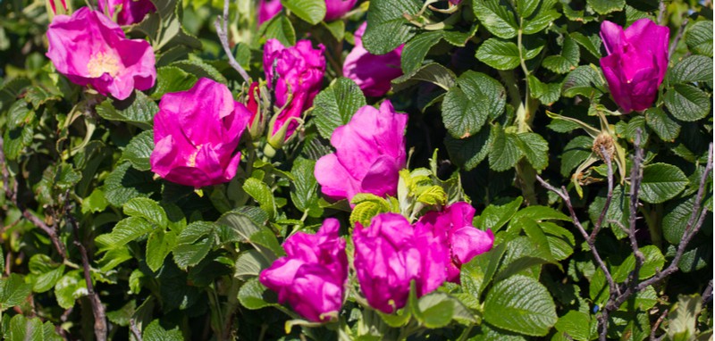 Rosa Rugosa makes fantastic hedging roses and responds well to pruning but it needs to be done correctly and at the right time so you don't remove the hips.