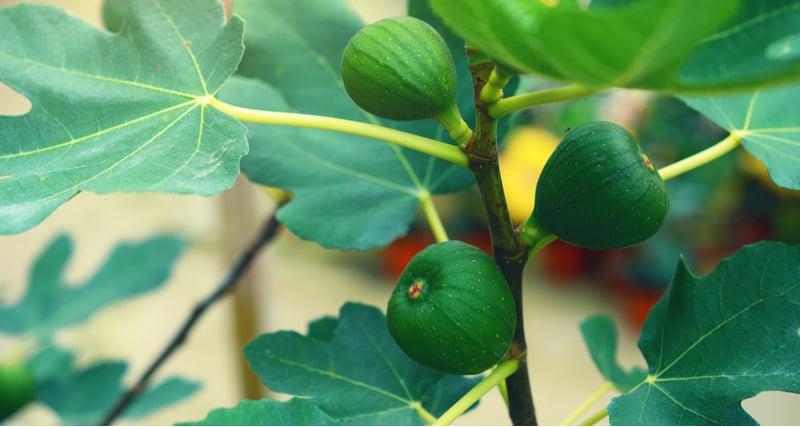 Pruning fig trees in pots will help improve the fruit they produce, it's usually a good idea to prune to around half the size when you first plant it. You . then want to choose your fruiting branches and remove the rest including and dead or diseases branches.