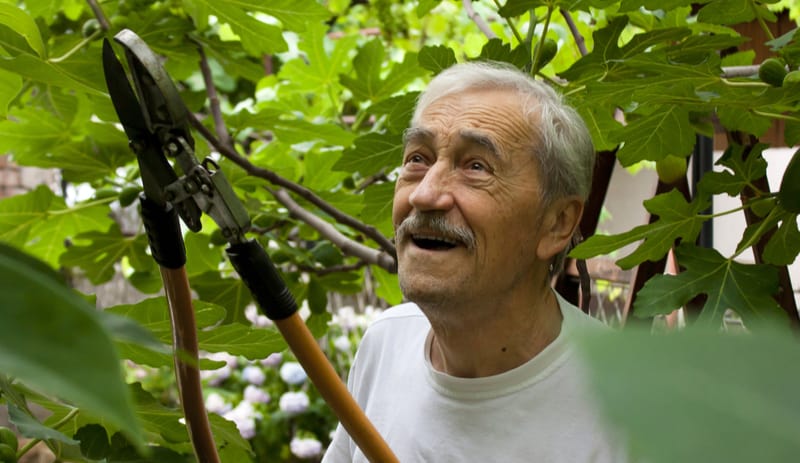 When you grow fig trees outdoors they do need pruning to encourage better fruiting and remove diseases or damaged branches. We recommend pruning in winter following our process, the idea is to leave fruiting branches and remove all other branches.