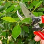 Pruning rubber plants it a good way to encourage fresh foliage, pruning is best done in late spring or early summer as they recover faster. Prune above a node and remove any dead branches.