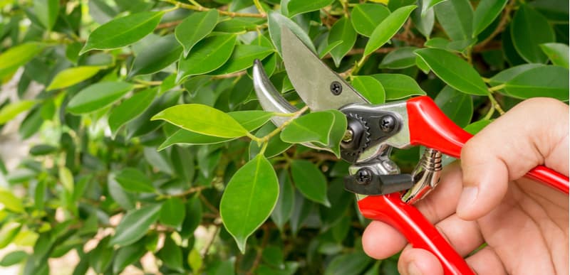 Pruning rubber plants it a good way to encourage fresh foliage, pruning is best done in late spring or early summer as they recover faster. Prune above a node and remove any dead branches.