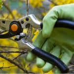 Pruning shrubs guide