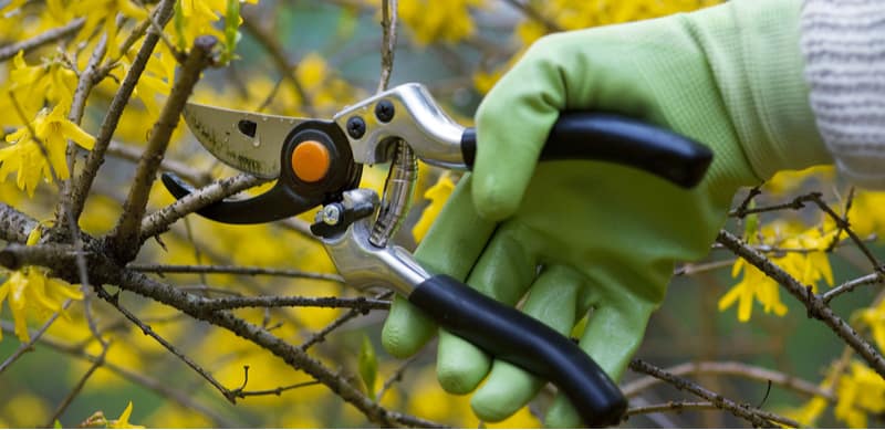 Pruning shrubs guide