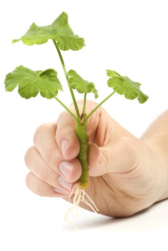 Rooting geranium house plant Cutting In Water