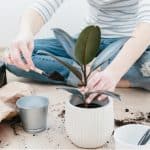 One of the most popular house plants is the Ficus also known as the Rubber plant. In this guide, we look at rubber plant care and planting tips as well as possible problems, pruning and more