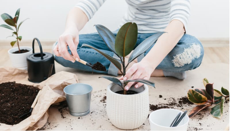 One of the most popular house plants is the Ficus also known as the Rubber plant. In this guide, we look at rubber plant care and planting tips as well as possible problems, pruning and more