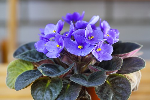 As the name suggests, these small indoor plants offer stunning violet flowers, juxtaposed by the verdant leaves giving your small room or apartment a splash of colour. They thrive indoors and are very easy to maintain, giving you flowers almost all year round if cared for.